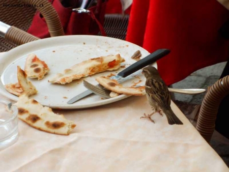 In pizzeria a Venezia