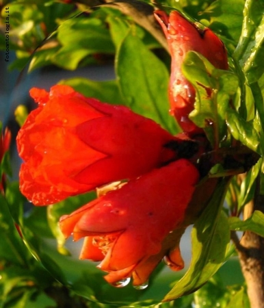 BOLLA DI FIORI