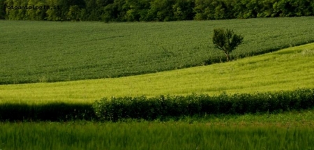 tavolozza di verde