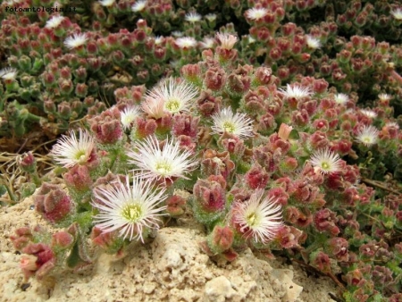 un fiore del deserto