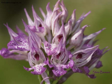 Orchis tridentata Scop.