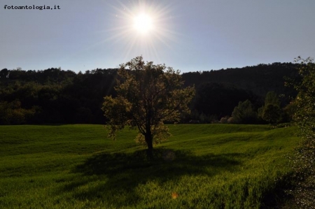 L'albero e il sole