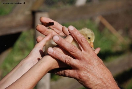 La vita nello loro mani