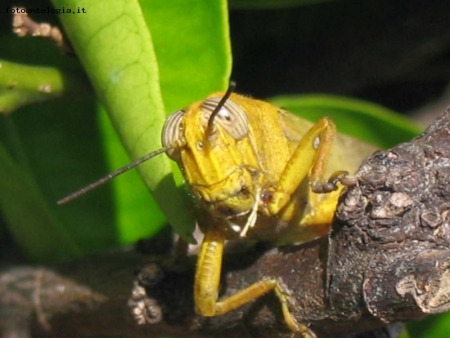 FATICA DI UNA CAVALLETTA