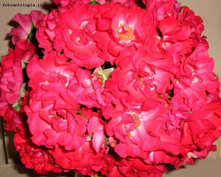 bouquet di rose