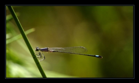 Libellula 5