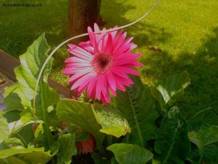 gerbera