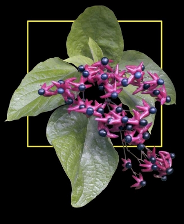 Catalpa
