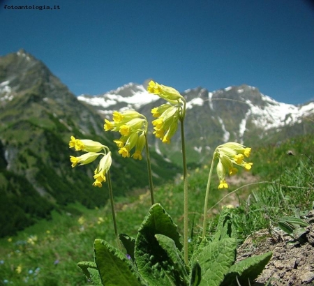 primula officinalis