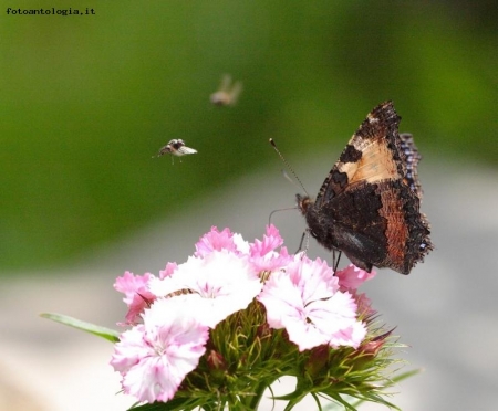 la mosca e la farfalla...