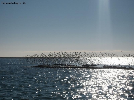 volo in barena