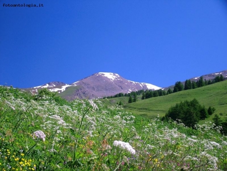 la prima fioritura