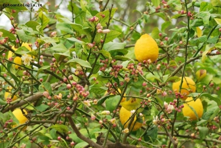 Zagara e limoni di Sicilia