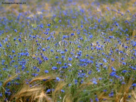 i fiordalisi