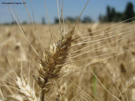 l'oro nei campi