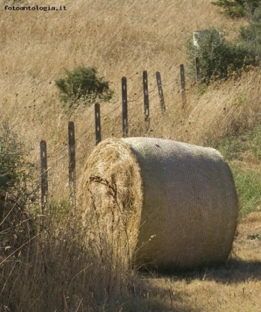 scorcio  campestre