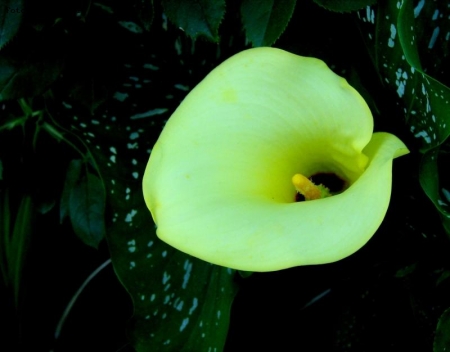 la calla gialla