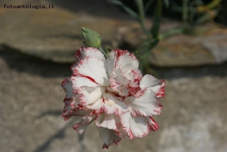 garofano della nonna