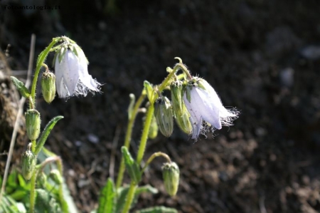 campanula barbuta