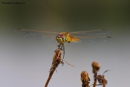 ancora libellula!!!