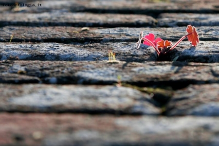 rosso sul muretto