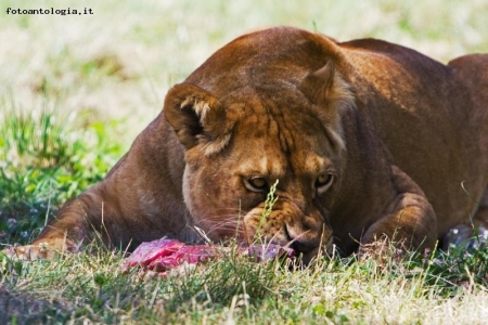 Safari park Pombia 04