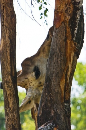 Safari park Pombia 06