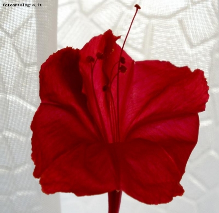 rosso