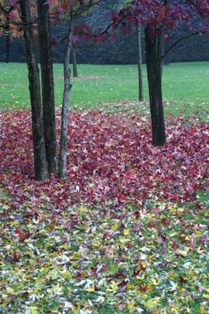 foglie arcobaleno