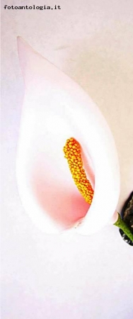 Ogni fiore...