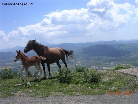 cavalla e puledro