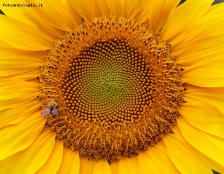 girasole