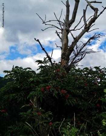 l'albero...delle mani