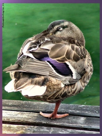 dolce riposo