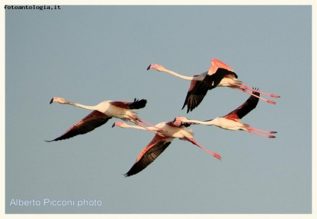 Flamingo