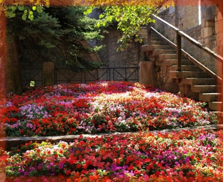 Una distesa di fiori