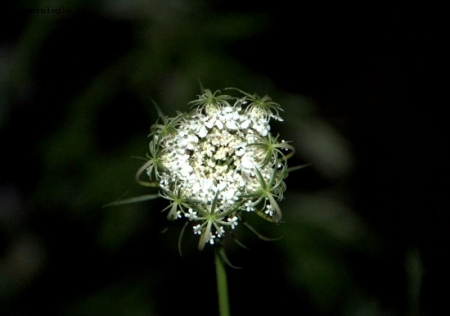 fiore di campagna