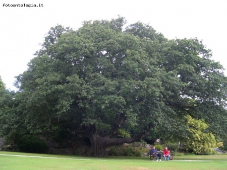 big tree