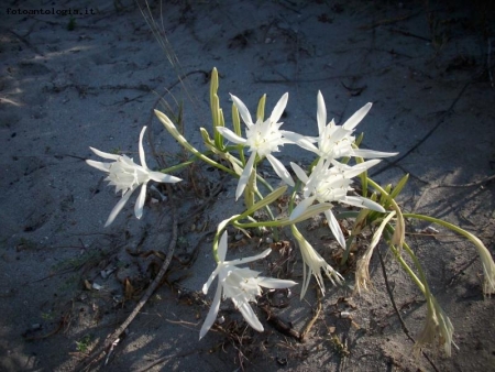 Pancratium illyricum