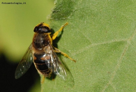 altre prove di macro 2
