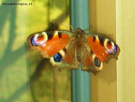 farfalla