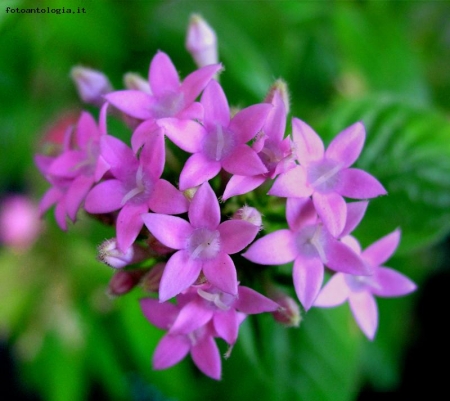 Pentas Lanceolata (Stella Egiziana)