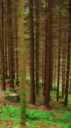 C'era una volta, in un bosco lontano lontano......