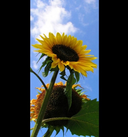 Il girasole