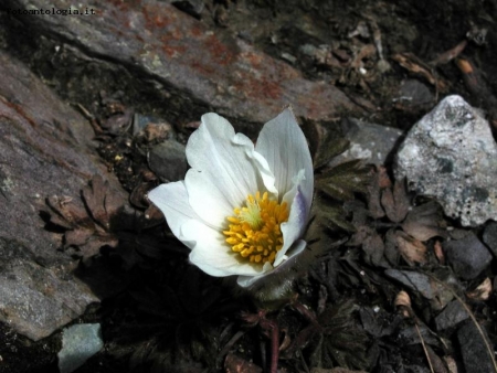 Fiore alpino