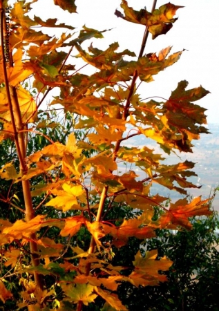i colori dell' autunno 1