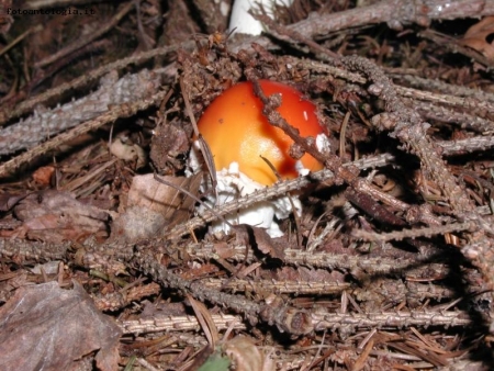 Amanita