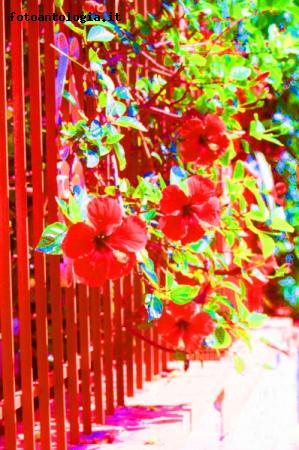 Ibiscus tra i colori