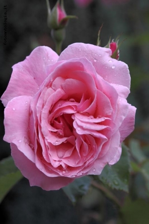 rosa sotto l'acqua....