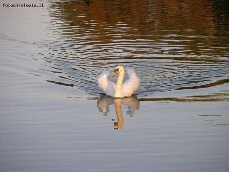 sul lago dorato